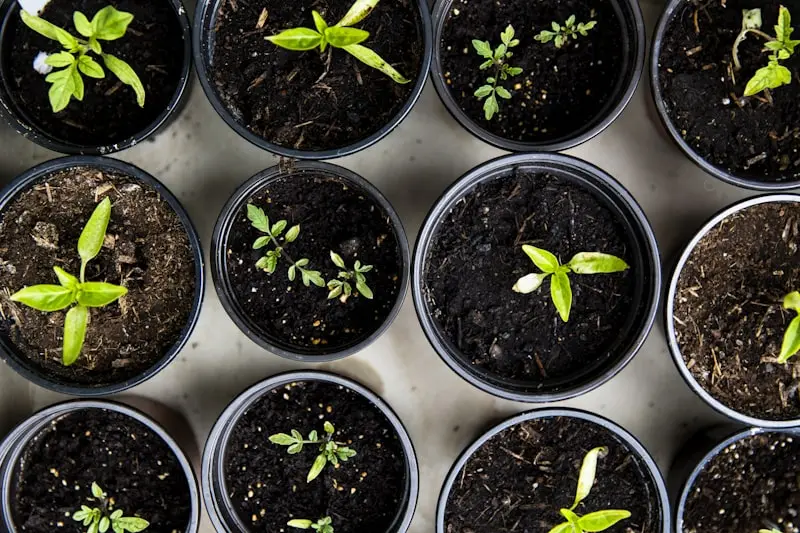Young seedlings sprouting from dark soil in small pots — new growth reaching toward the light